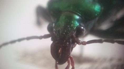 close up of beetle